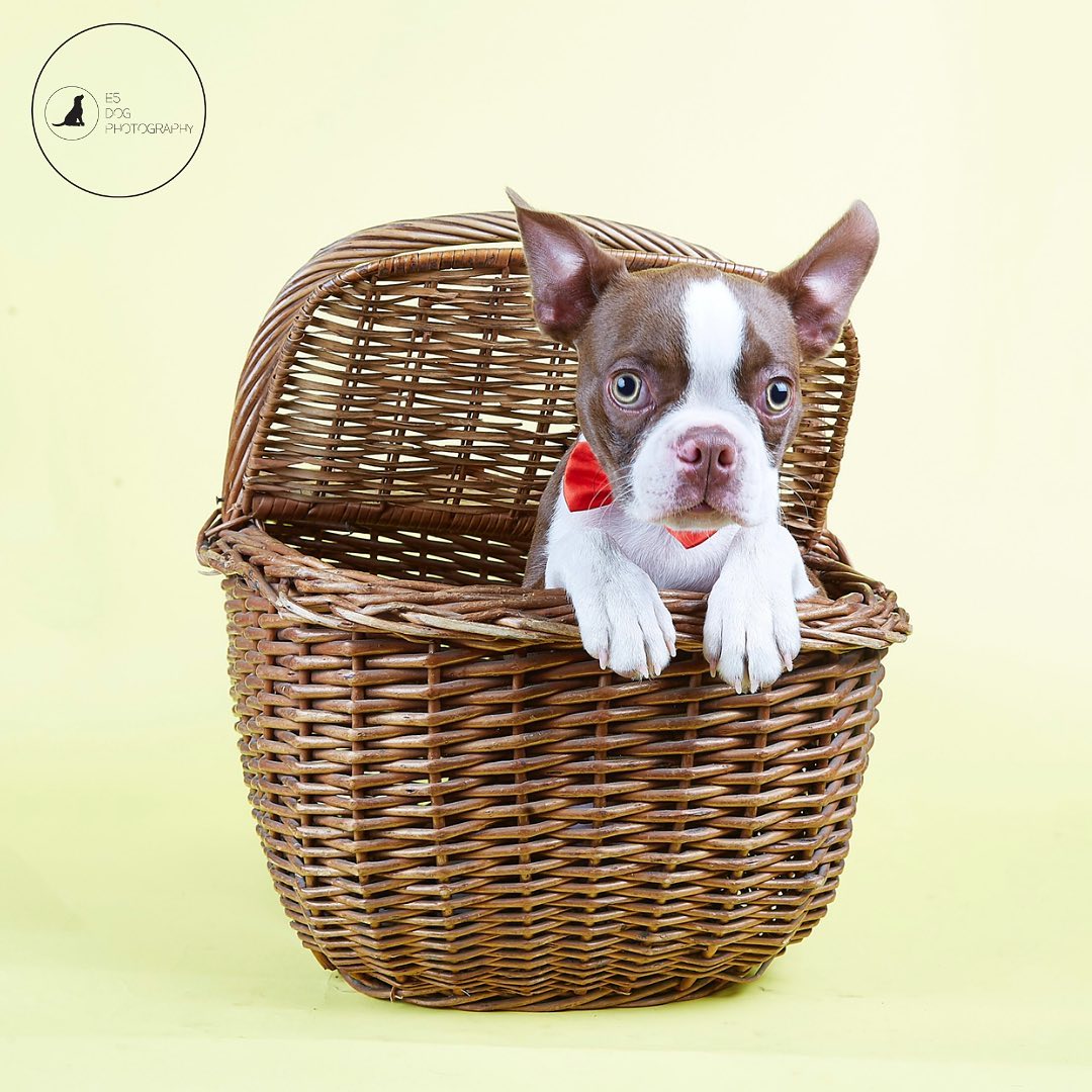 SunshineDenbhx's tweet photo. I WANT YOU... Pretty Mini Cooper Bentley. It was a pawfect studio photoshoot day for our puppies. https://t.co/QFm0T69M9f