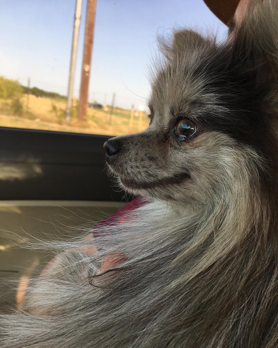 FlorDayley1hd's tweet photo. On the drive to my forever home with my new dads https://t.co/d5vQYIaGM0