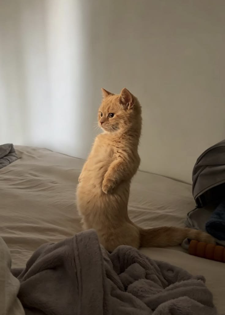 0CatX's tweet photo. https://t.co/AyffHWBipu