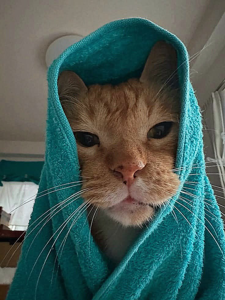 0CatX's tweet photo. https://t.co/tLFCgqdHUz