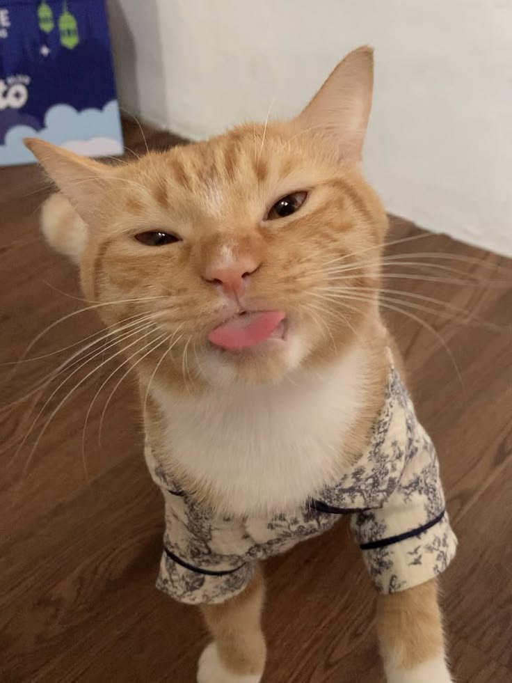 0CatX's tweet photo. https://t.co/5ETS5IrKAu