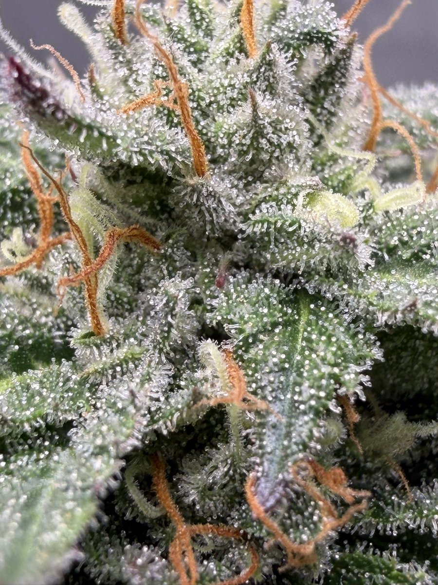 AntherGenetics's tweet photo. I’m just here for the plants 🤟🏼 https://t.co/rwzLGGy2yr