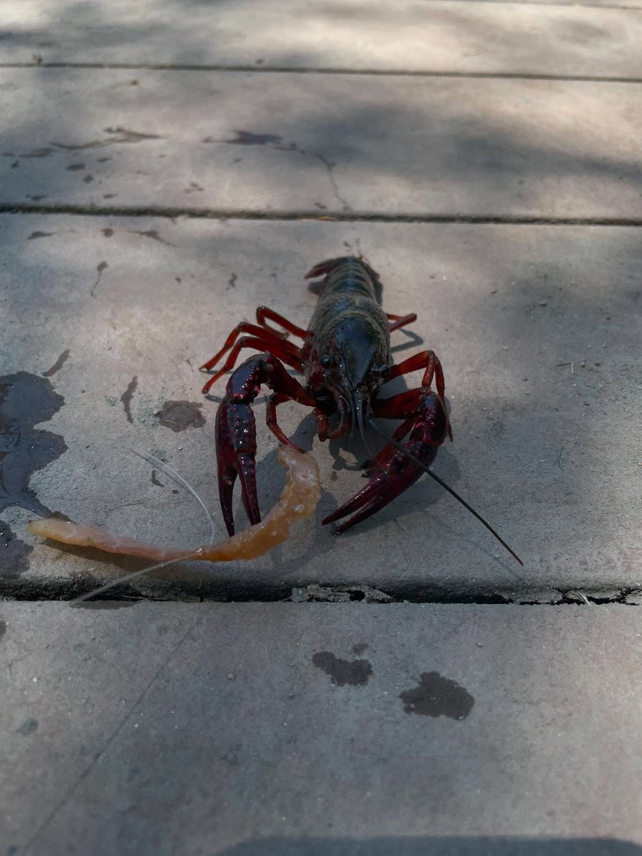 FarahCraftref's tweet photo. A quick crayfish fishing break during the ride. It was so hot, even the crayfish seemed exhausted. https://t.co/xhcscLaK3n