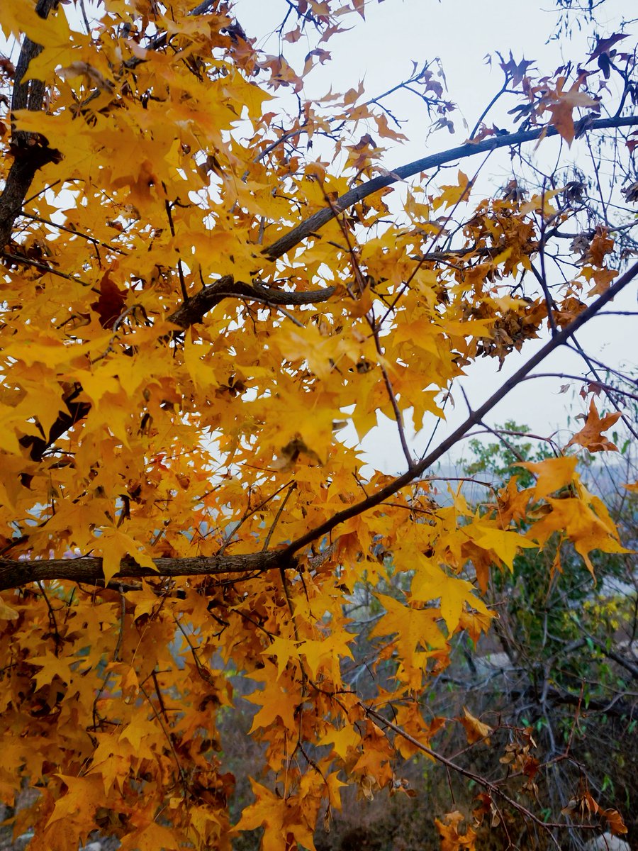 See_You_Now's tweet photo. Autumn breeze u0026 golden maple leaves  Perfect way to end a warm sunny Saturday!， https://t.co/mbD52nW3iB