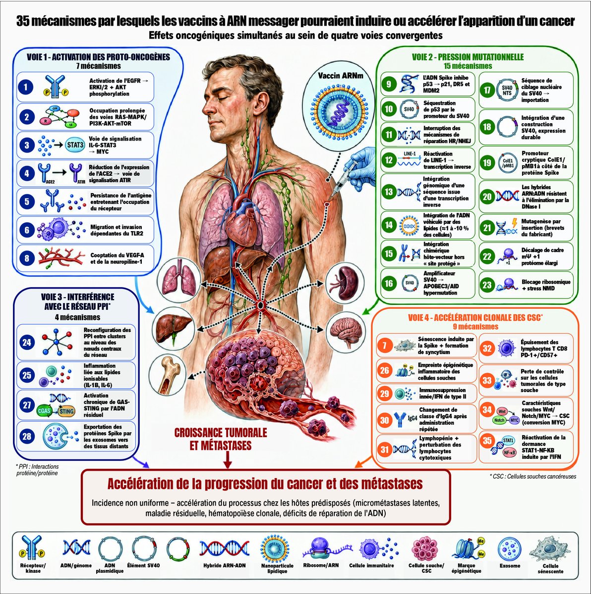 marianeborie's tweet photo. Ceux qui sont harcelés par leur oncologue qui leur explique qu'ils sont hautement vulnérables en cas d'infection COVID, la figure représentant les 35 mécanismes par lesquels ces injections diaboliques peuvent promouvoir ou réveiller le cancer a été traduite en français. Ça reste du chinois pour beaucoup d'entre nous, mais pas pour un oncologue. https://t.co/O2i1OnvSwL