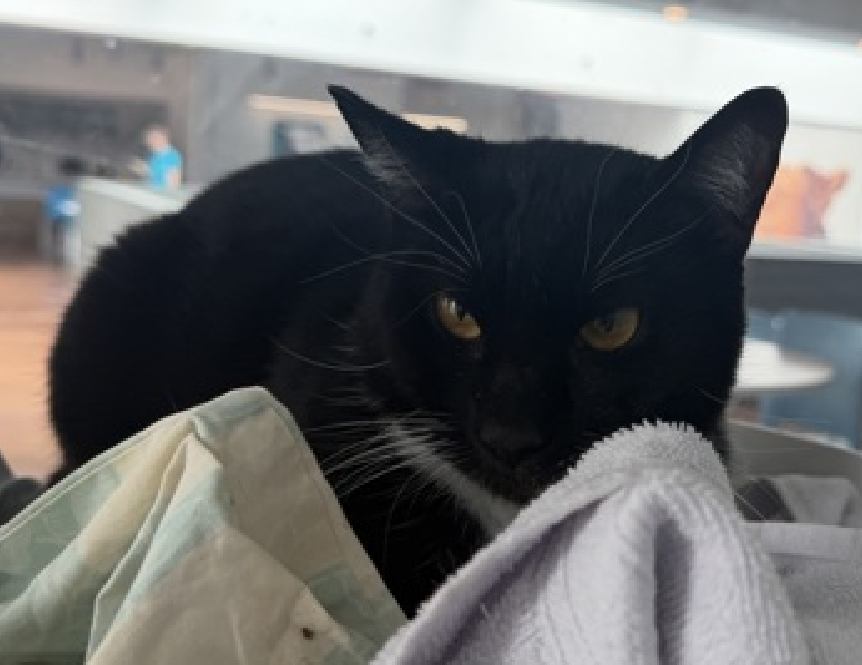 JLthekid9999's tweet photo. 🆘🆘 CHILLIN (ID 256298), 4 YO,  FEMALE–  IN QUEENS ACC - came into the shelter as an owner surrender on 6/4/2026, with the surrender reason stated as not a fit - too many animals already.    🆘🆘 😿 😿 😿 😿

🆘🆘 UPDATE – UPDATE – POOR POOR CHILLIN WAS RETURNED TO THE EPL ON 9/15/26 – NOW ON EPL FOR MEDICAL REASONS - LITERALLY ON BORROWED TIME NOW – BEYOND URGENT – LET’S HELP HER GET SAFE 🆘🆘

➡️TBD 9/19/26

➡️ MEDICAL PRIORITY – NEEDS MORE CARE AND ATTENTION THAN THE SHELTER CAN PROVIDE- 😱😱😱

➡️ TOO LOW ON PLEDGES TO STIMULATE RESCUE INTEREST

➡️🆘🆘 13TH Chance on Emergency Placement List – 13 TIMES IS ALMOST UNPRECEDENTED – TIME IS RUNNING OUT FOR CHILLIN – SHELTER IS AT CAPACITY - ALL HANDS ON DECK - NOW IS THE TIME TO ACT/HELP CHILLIN - HIGHEST EU/SILENT KILL RISK- VERY LIKELY LAST CALL🆘🆘 😱🔥🔥😱

➡️ 106 DAYS IN SHELTER – TOO LONG – TIME IS RUNNING OUT

➡️ CHILLIN IS ON THE EPL FOR MEDICAL REASONS Chillin has a recurrent URI and is not amenable to medical handling. Her clinical signs are severe and she may need hospitalization if she is not eating or taking her medications. NOTE EATING IS A DEATH SENTENCE IN THE SHELTER. - This evaluation/diagnosis means that CHILLIN will be given very little time for rescue/foster/adoption. 🔥🔥🔥🔥

Chillin came to ACC from a hoarding situation and is still learning that people can be friends. She is a very shy and independent girl who has become more curious and comfortable around other cats, but she remains cautious and unsure around people. Chillin will need a patient adopter who is willing to let her build trust at her own pace. My Ideal Home Chillin would do best in a quiet, adult-only home with an experienced adopter who understands shy cats. She will need consistent, gentle socialization, plenty of hiding spaces, and lots of time to adjust. High-value treats and positive interactions can help her build confidence, but she should never be rushed or forced into contact. Good with Kids? No. Due to her fearful nature and discomfort with handling, Chillin would do best in an adult-only home. Good with Other Pets? Yes! Chillin came from a home with many other cats and has been spending time successfully in a free-roam room with feline roommates. She has become more comfortable spending time around other cats and may enjoy having a calm feline companion.  Chillin is very fearful of people and may attempt to flee or avoid contact. She will need an adopter who is comfortable with slow, consistent socialization and understands that her progress may take time. Other Fun Facts Chillin is quiet, curious, and independent. She has made encouraging progress while living with other cats, spending more time down on the floor and engaging with her feline roommates instead of staying exclusively up high. She may not become a lap cat, but with patience, she has the opportunity to continue gaining confidence and discovering the joys of having a safe home. ❤️ 😻❤️ 😻❤️ 😻

NEEDS OUT OF SHELTER ASAP –

Please RT or pledge, if you can, to save this little one.

@AdamsPaulGrimke
@mehser12

💔😿🙏Thank you
