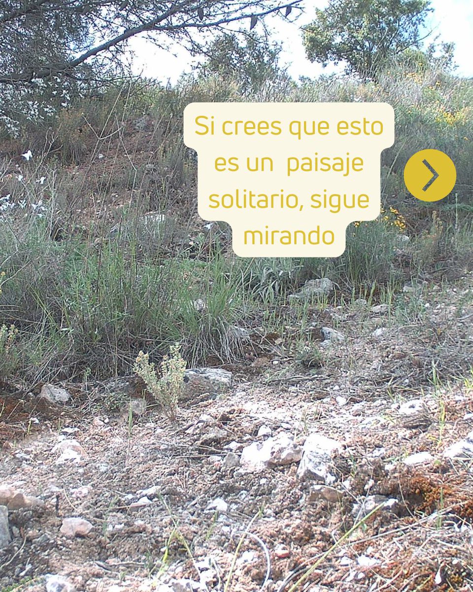 FundacionSMLRPH's tweet photo. 🐾 Lo que parece un espacio vacío es una ruta llena de vida. Las cámaras de #PermeaILTACLasVegas nos muestran lo que ocurre fuera de nuestra mirada. 🌿👀
ℹ️https://t.co/pbitdhHfNd
#Biodiversidad #ConectividadEcológica @ComunidadMadrid https://t.co/YeZLY9R9fj