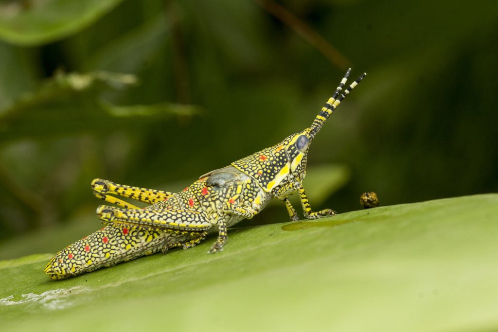 orthopterans's tweet photo. 🇮🇳 Painted Grasshopper (Poekilocerus pictus)

📸: https://t.co/ShX8TWV2oO https://t.co/wIeWNTiu7r