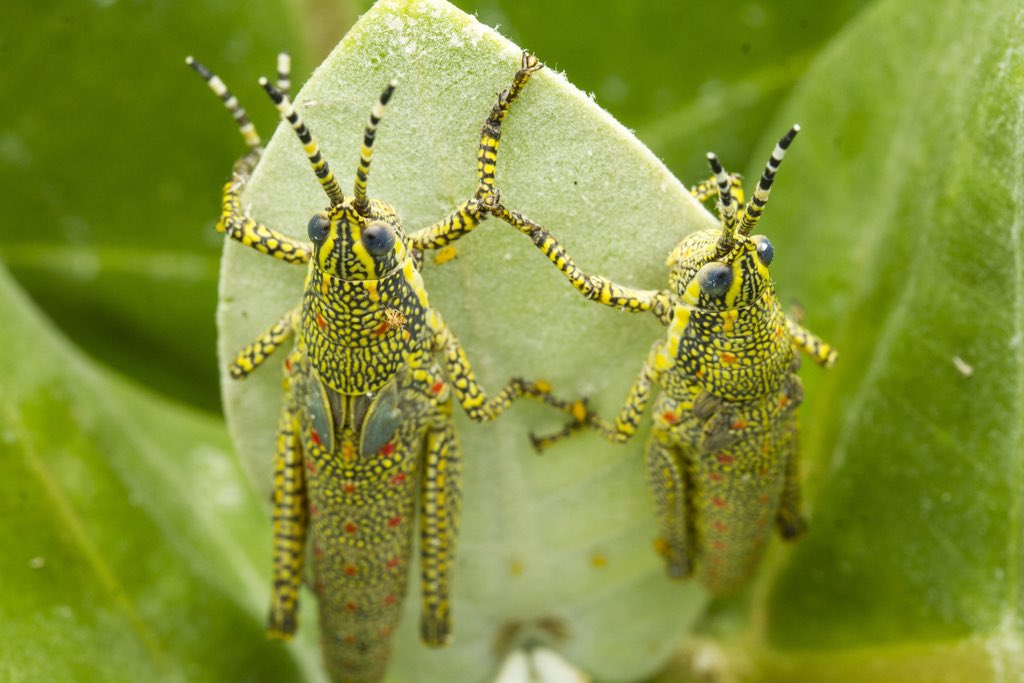 orthopterans's tweet photo. 🇮🇳 Painted Grasshopper (Poekilocerus pictus)

📸: https://t.co/ShX8TWV2oO https://t.co/wIeWNTiu7r