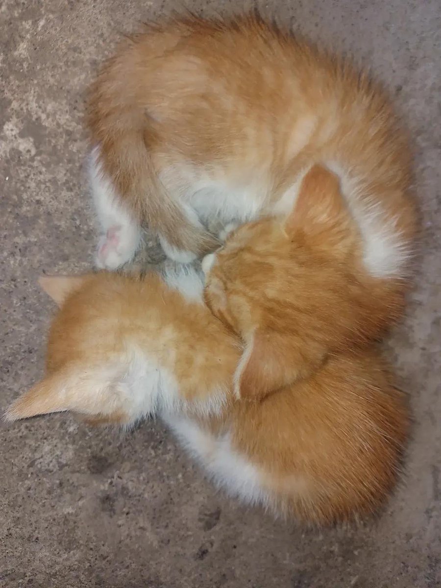 Catsworldtweet's tweet photo. https://t.co/0nU5EDVSQn
