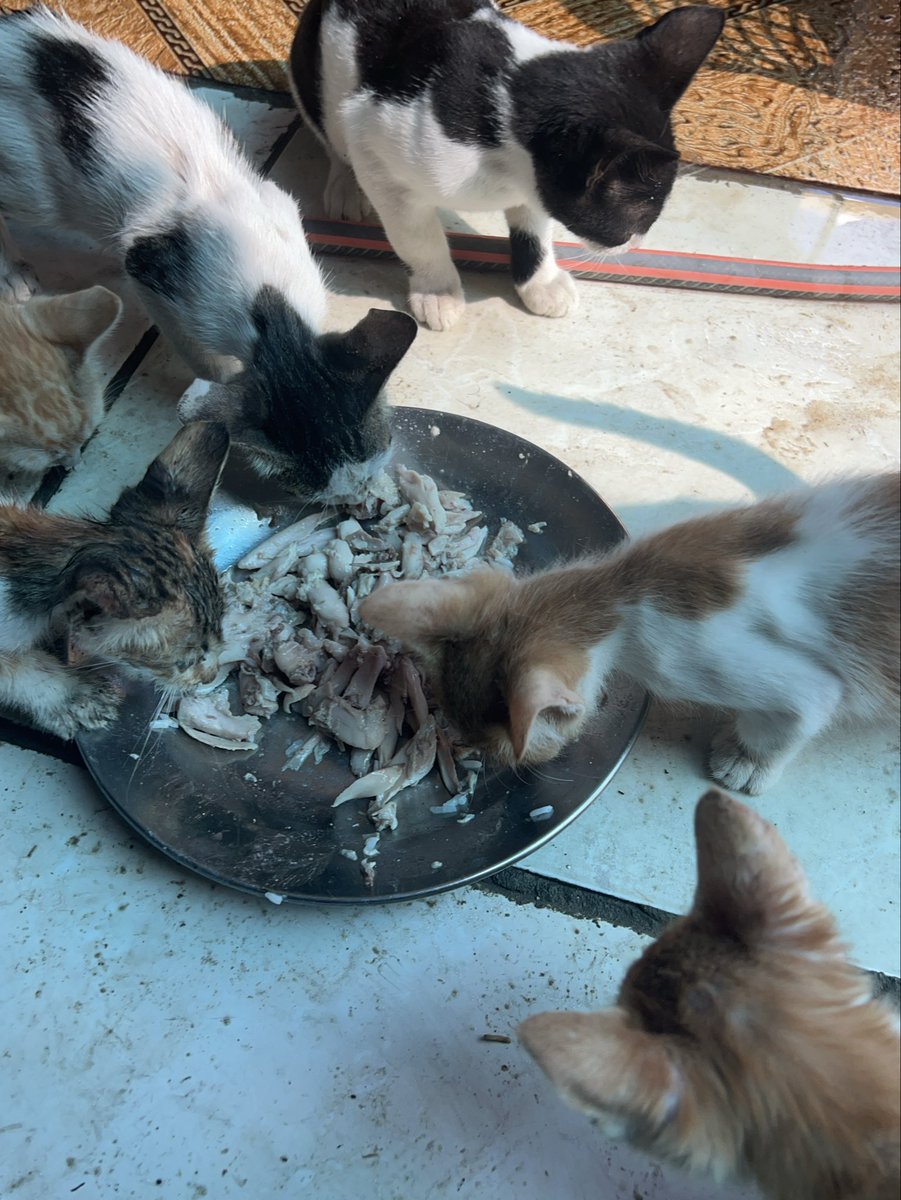 RescueCare's tweet photo. Today, I was able to prepare a warm meal for the animals at our shelter.🥹❤️

They gathered around the food so excitedly, and for a little while, all I could see was happy faces and full bellies.

In Gaza, being able to feed them like this is never something I take for granted. Every meal we can provide means they made it safely through another day.🐾🍲

Thank you to every friend who continues to stand beside them.❤️🙏

PayPal: https://t.co/eL95czBcm6
GoFundMe: https://t.co/hYA2hXUDDU

#Gaza #AnimalRescue #CatRescue #SaveAnimals