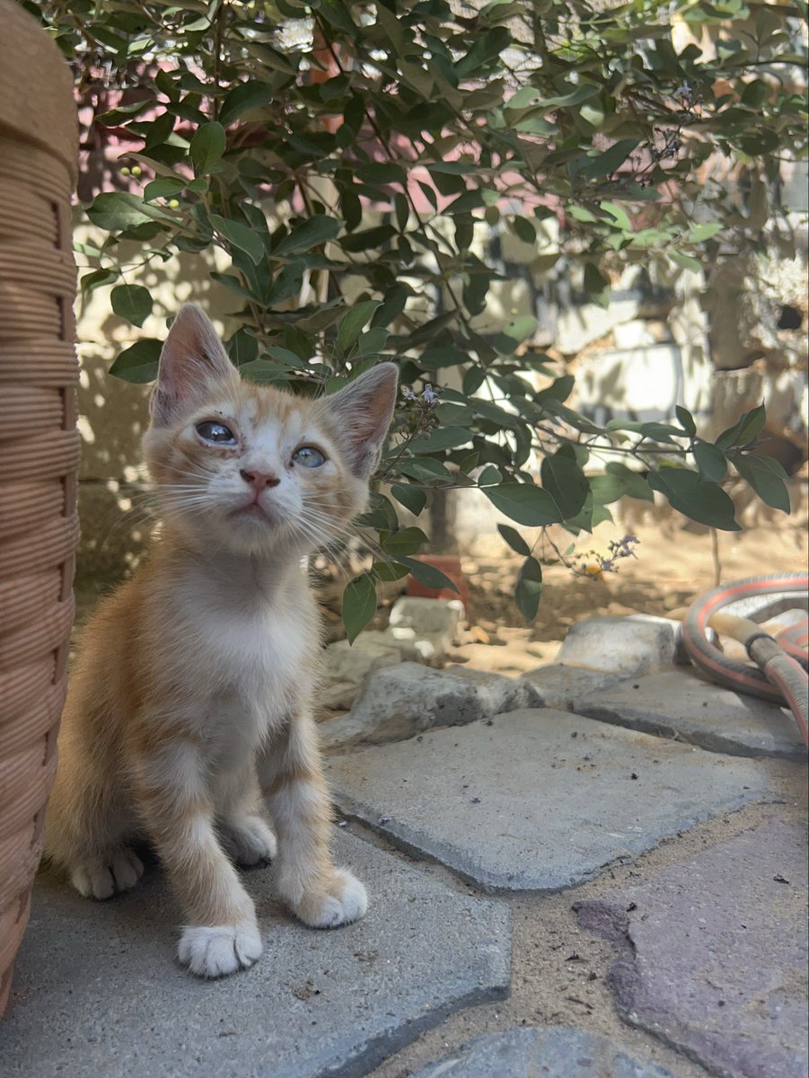 RescueCare's tweet photo. Today, I was able to prepare a warm meal for the animals at our shelter.🥹❤️

They gathered around the food so excitedly, and for a little while, all I could see was happy faces and full bellies.

In Gaza, being able to feed them like this is never something I take for granted. Every meal we can provide means they made it safely through another day.🐾🍲

Thank you to every friend who continues to stand beside them.❤️🙏

PayPal: https://t.co/eL95czBcm6
GoFundMe: https://t.co/hYA2hXUDDU

#Gaza #AnimalRescue #CatRescue #SaveAnimals
