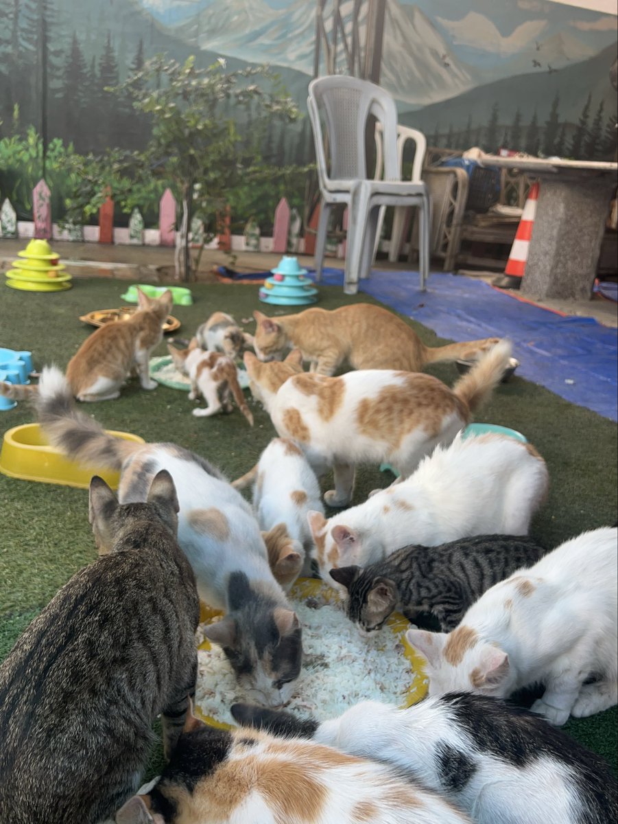 RescueCare's tweet photo. Today, I was able to prepare a warm meal for the animals at our shelter.🥹❤️

They gathered around the food so excitedly, and for a little while, all I could see was happy faces and full bellies.

In Gaza, being able to feed them like this is never something I take for granted. Every meal we can provide means they made it safely through another day.🐾🍲

Thank you to every friend who continues to stand beside them.❤️🙏

PayPal: https://t.co/eL95czBcm6
GoFundMe: https://t.co/hYA2hXUDDU

#Gaza #AnimalRescue #CatRescue #SaveAnimals