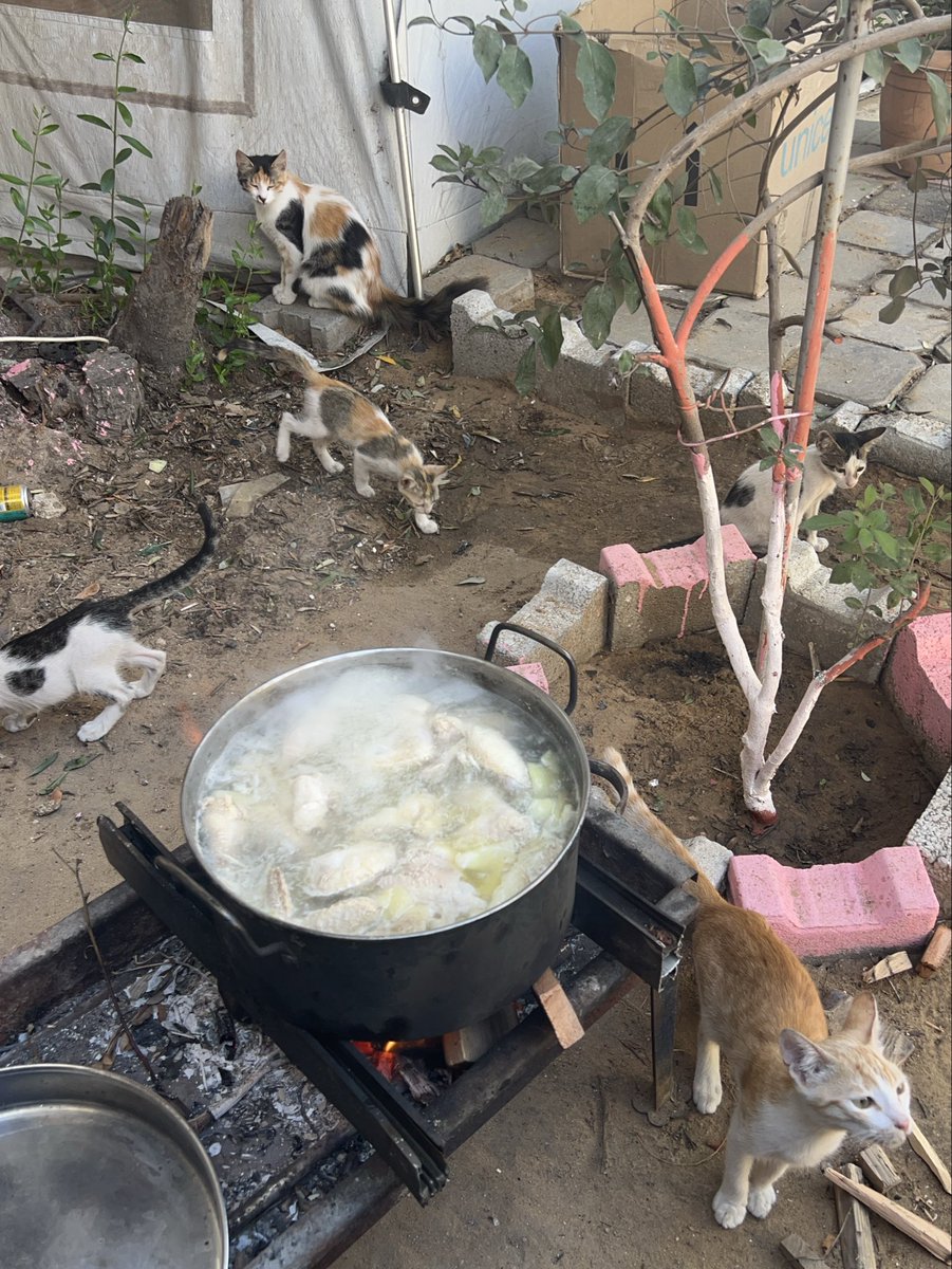 RescueCare's tweet photo. Today, I was able to prepare a warm meal for the animals at our shelter.🥹❤️

They gathered around the food so excitedly, and for a little while, all I could see was happy faces and full bellies.

In Gaza, being able to feed them like this is never something I take for granted. Every meal we can provide means they made it safely through another day.🐾🍲

Thank you to every friend who continues to stand beside them.❤️🙏

PayPal: https://t.co/eL95czBcm6
GoFundMe: https://t.co/hYA2hXUDDU

#Gaza #AnimalRescue #CatRescue #SaveAnimals