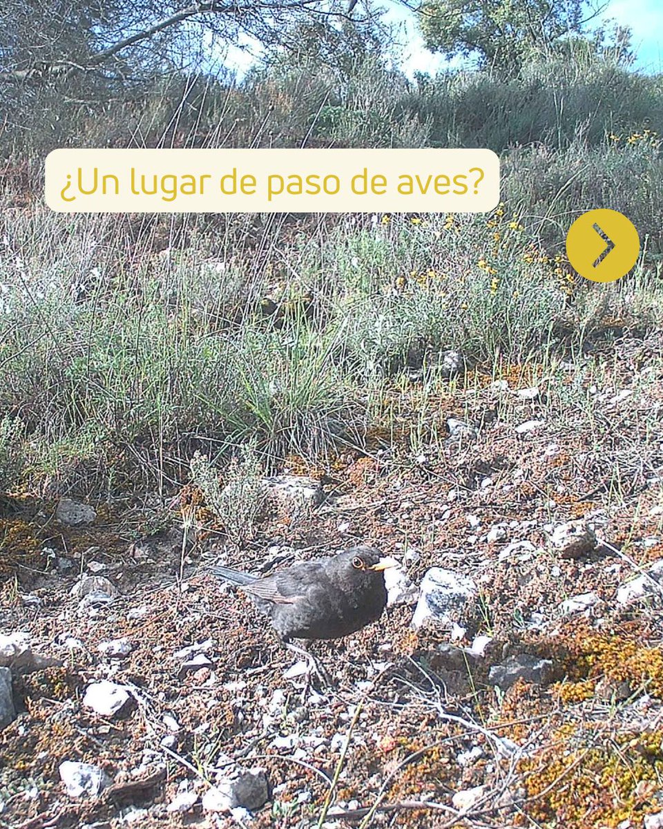 FundacionSMLRPH's tweet photo. 🐾 Lo que parece un espacio vacío es una ruta llena de vida. Las cámaras de #PermeaILTACLasVegas nos muestran lo que ocurre fuera de nuestra mirada. 🌿👀
ℹ️https://t.co/pbitdhHfNd
#Biodiversidad #ConectividadEcológica @ComunidadMadrid https://t.co/YeZLY9R9fj