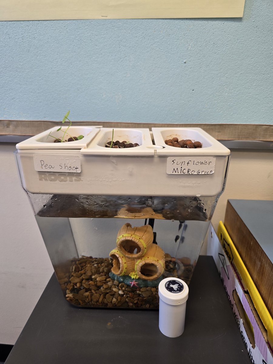 DallasIsdGT's tweet photo. @Doug_Frank_RLA   @gbdealeydragons G/T students are writing about evaporation and condensation @disdstemscience they are also growing their own food in a hydroponic garden!! @DrElenaSHill @AngieGaylord https://t.co/KQVeF6EKUW
