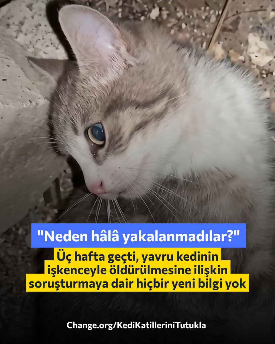 ChangeTR's tweet photo. "Bu vahşeti unutma!
Unutturma!
Yavru kedi için adalet!"

Barış Tolga Güden'in başlattığı kampanya sürüyor. İmzala, paylaş: https://t.co/kPkYJMEFSC https://t.co/yavuOiF8F4