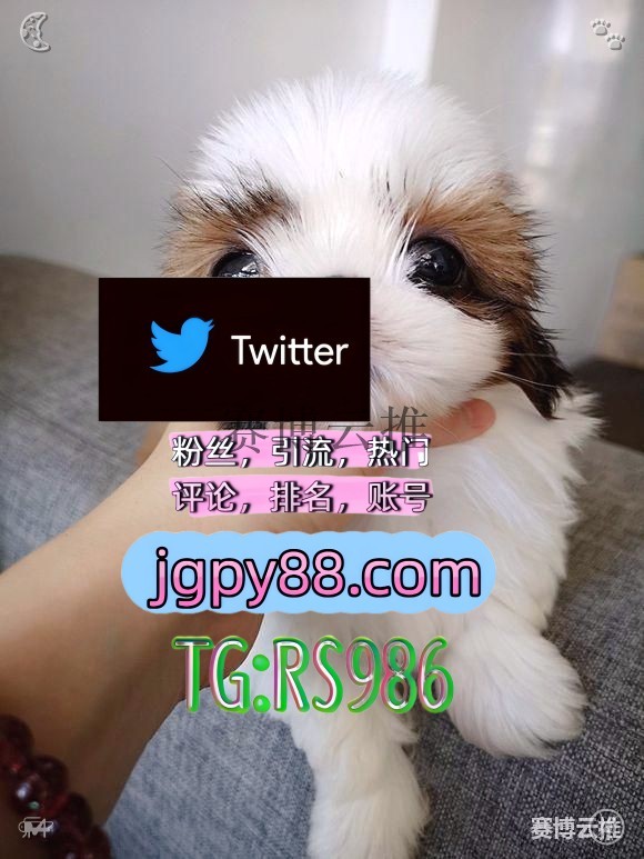 HaruKamiya's tweet photo. 生活就是用自己喜欢方式过好每一天🏭
推特账号购买评论截流🎉股票代码🌟辅助工具🔥品牌增长👍 
海外获客🪐主人的任务🌱 推特矩阵管理、营销自动化、内容运营 朝阳自动脚本
海外获客🌺互推助手🎌数字货币🍁哈尔滨 推特账号
粉丝号梧州 推特矩阵系统、Twitter矩阵系统、X矩阵系统📧 https://t.co/JA6zQhuwXl