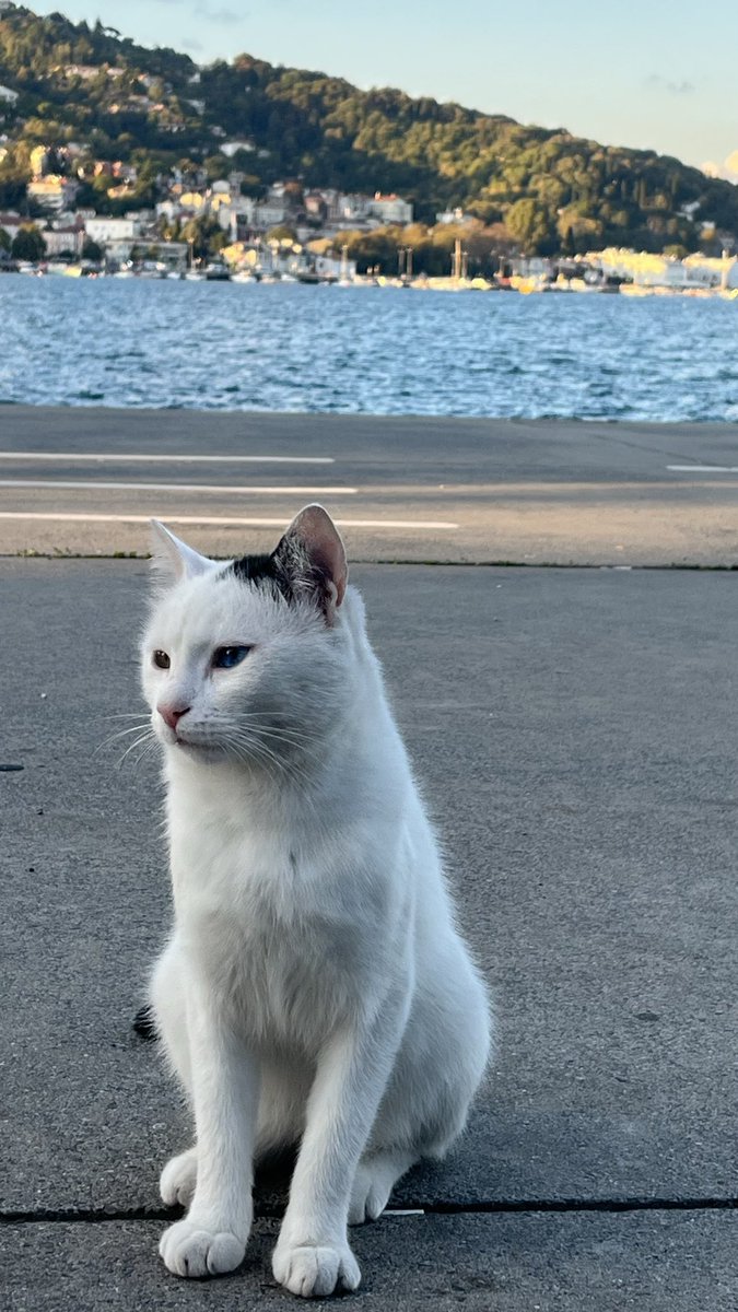 ecnr2903_'s tweet photo. En son da isyan etti ama gözleri buna değerdi … 💚🩵 https://t.co/j6xQMFwlJ1