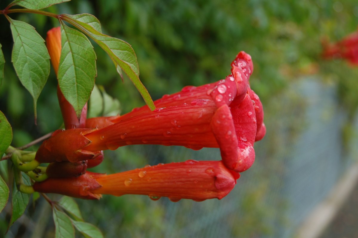 NeoResistant's tweet photo. #FleurisTonFil
Des bignones après une pluie d’été
#photographie #photography https://t.co/msTH3WwqKb