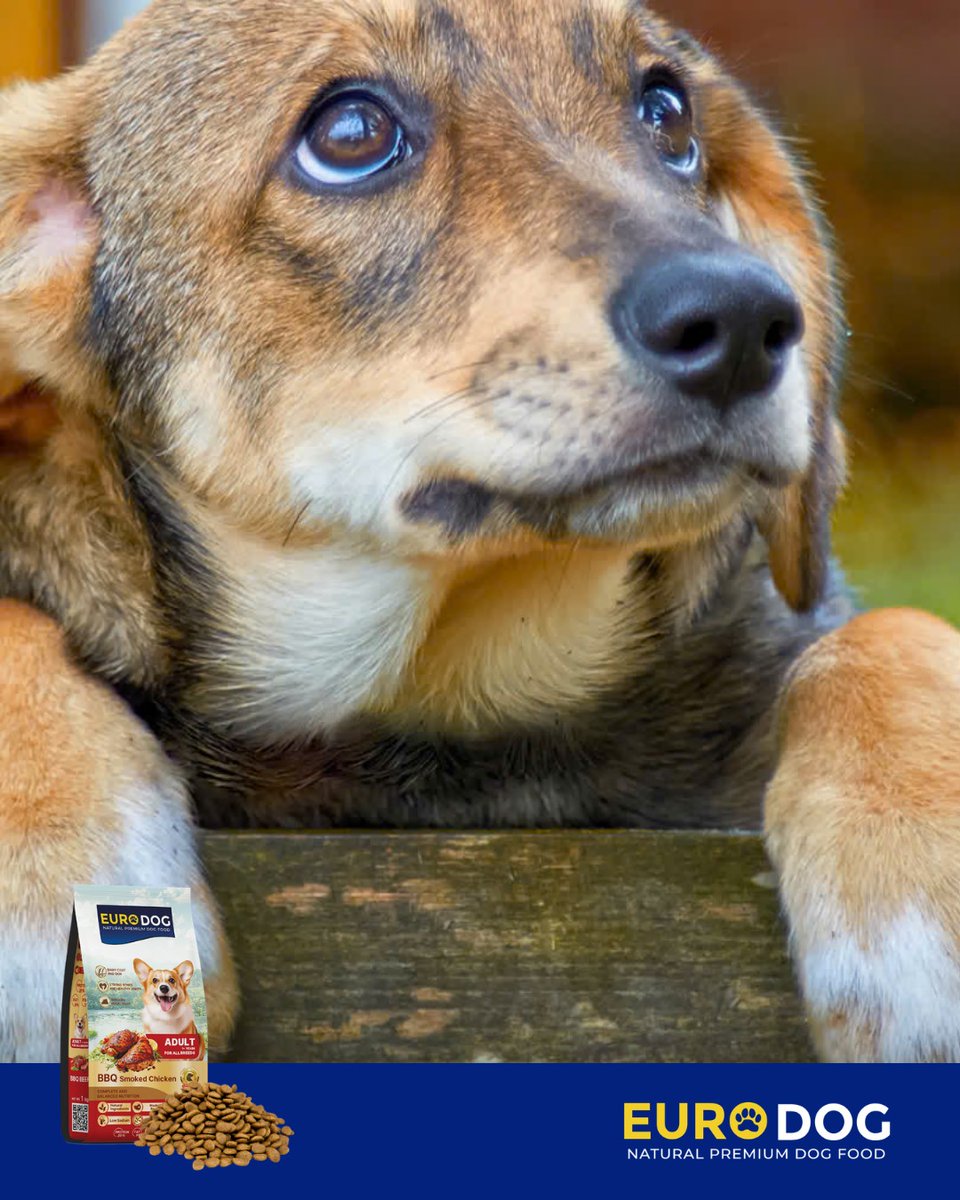 FerminYafai's tweet photo. One look is all it takes. When every meal is packed with goodness, your dog will be counting down to mealtime. Choose Euro Dog Natural Premium Dog Food for happy tummies and happier tails. Metro Manila bulk orders: 09391122439. https://t.co/ViLLbwBF9s