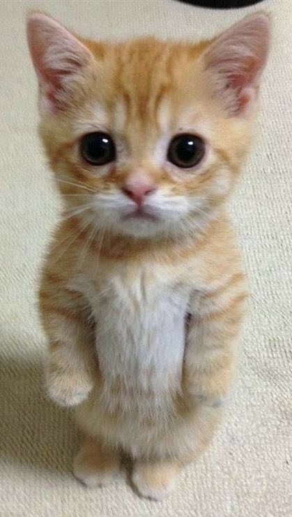 Smol_min_'s tweet photo. why is he lowkey standing like that??? 😭😭 https://t.co/qWF1oJe5Oe