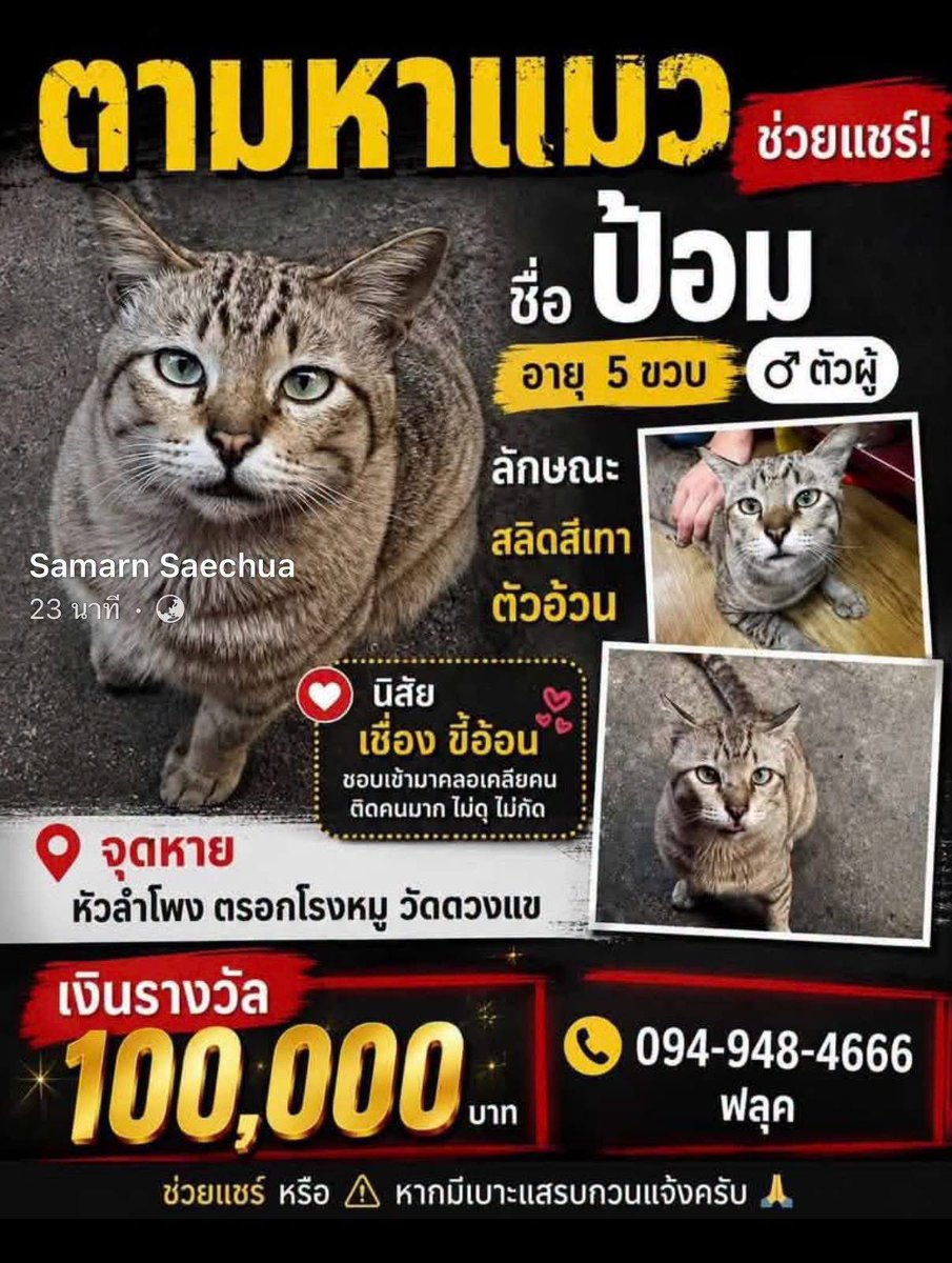KhaohomSiri's tweet photo. ช่วยกันแชร์ค่ะ น้องหายไปปีกว่าแล้ว เผื่อมีใครพบน้อง

#แมวหาย #แมวหายบนรถไฟ https://t.co/IBJLXb0gAF