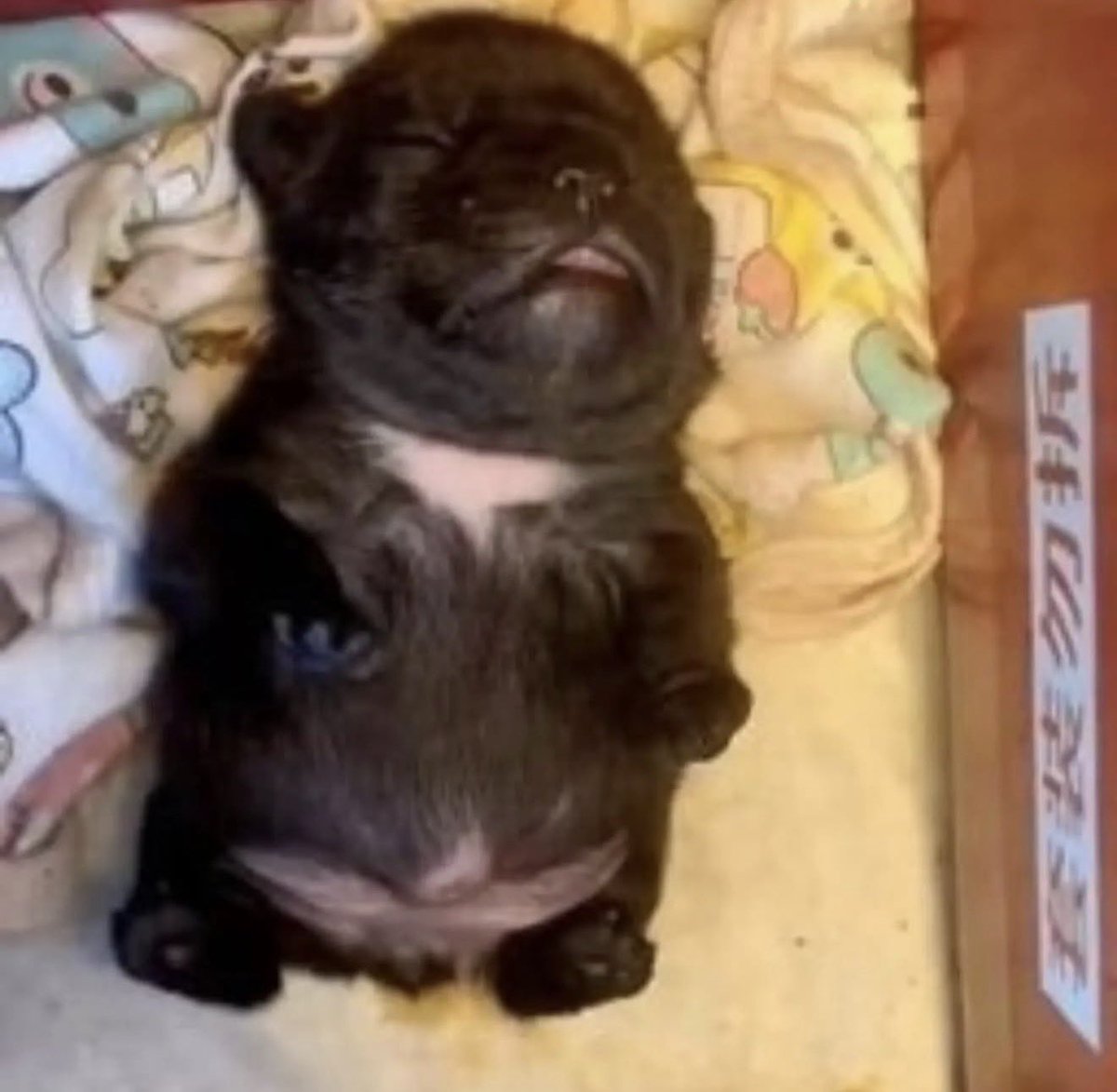 fruitpibble's tweet photo. she dont need a squishy when she got my bellay https://t.co/bG5ztJUx22