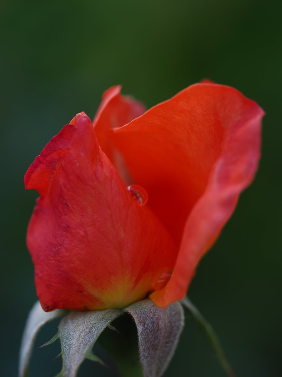 rose196603's tweet photo. 𝑆ℎ𝑖𝑧𝑢𝑘𝑢　(* ´ ▽ ` *)

#droplet 
#雫 https://t.co/deSfuvd1KV