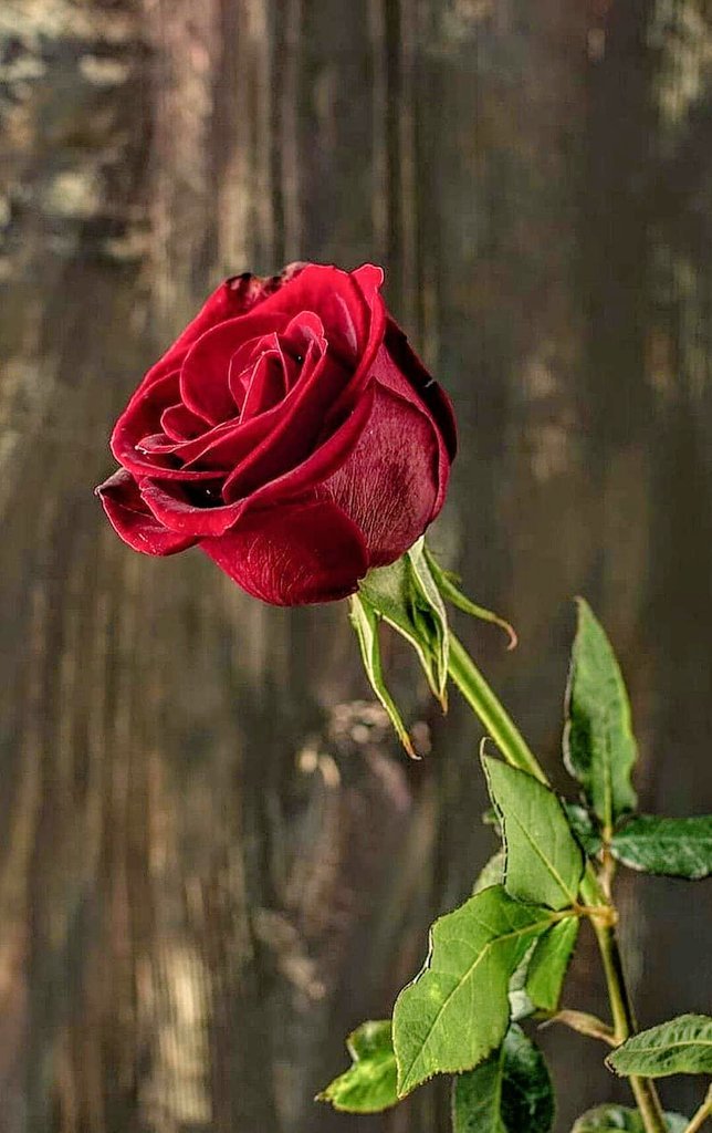 Eren_gunnes's tweet photo. Huzurlu Kalmak 

Sebebe ne kadar bağlanırsan öfkeye kapılırsın. Gönlün bozulur.
Müminin, şu gönlü net olacak.
Gönlü sebeplere baktıkça ayarı kaçıyor insanın..
İman meselesi öyle.
Allah'a bağlayacaksın kardeşim meseleyi.
Ben O'nun yolunda mıyım? tamam..
Sebeplerden etkilenmemek lazım mümkün mertebe.
"Siz iman eder, salih amel işlerseniz korktuklarınızdan sizi emin eder, sizi yeryüzüne varis kılarız.."
Bu müthiş bir şey..
Toplum, Kur'an okumuyor bunlar harf okuyor arkadaşlar..
Kur'an'a geçemez ki zaten.
Tevhidi yok toplumun. Tevhidi olmayan adam Kur'an okunmasından birşey alamaz. Alma ihtimali yok.
Arı olması lazım ki, çiçeğin özünden bal alabilsin.
Tevhidi olmayan arı vasfına erişemez, sinektir o.
Sinek çiçeğe konsun, kansın hicbir şey alamaz ondan.
Tevhidi olmayan şirk ve nifak sıfatı taşır.
Şirk ve nifak sıfatı taşıyanın aklı yoktur. 
Kur'an'dan birşey alamaz arkadaşlar anlıyor musunuz? 
Kur'an'dan alabilmesi için şirkten arınması lazım, akıl seviyesine çıkması lazım.
Bu iş böyle..

- Pir Beşir Efendi