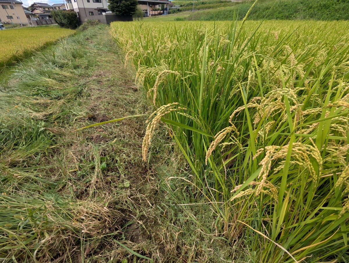 omiyado_'s tweet photo. 9/18
土手の草刈り、畔の草刈りを今日終わらせて、いよいよ稲刈りの準備へと進む。 https://t.co/p3ifUeHuCy