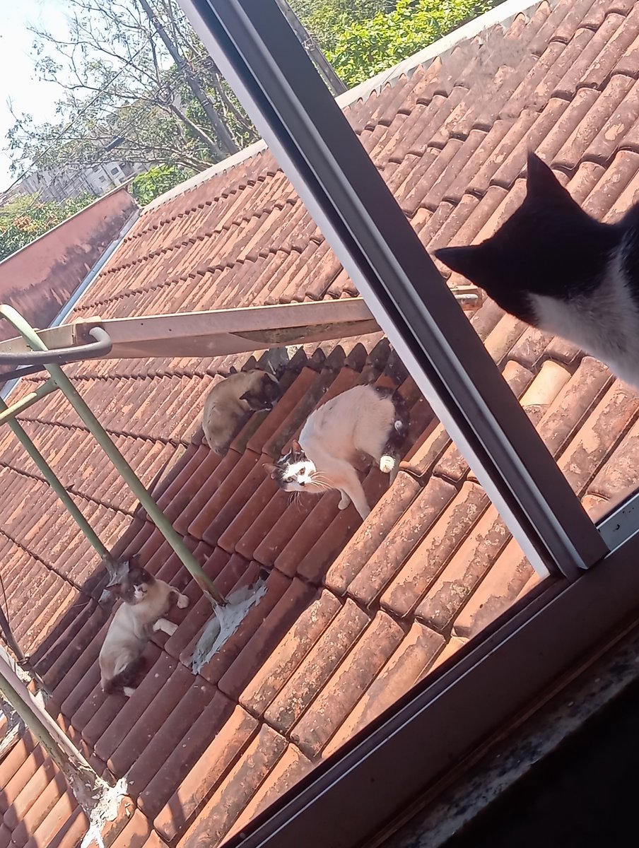 linorawrr's tweet photo. os demônios esperando pela minha filha mas mal sabem que dessa torre ela jamais sairá https://t.co/DqaJjuGk0F