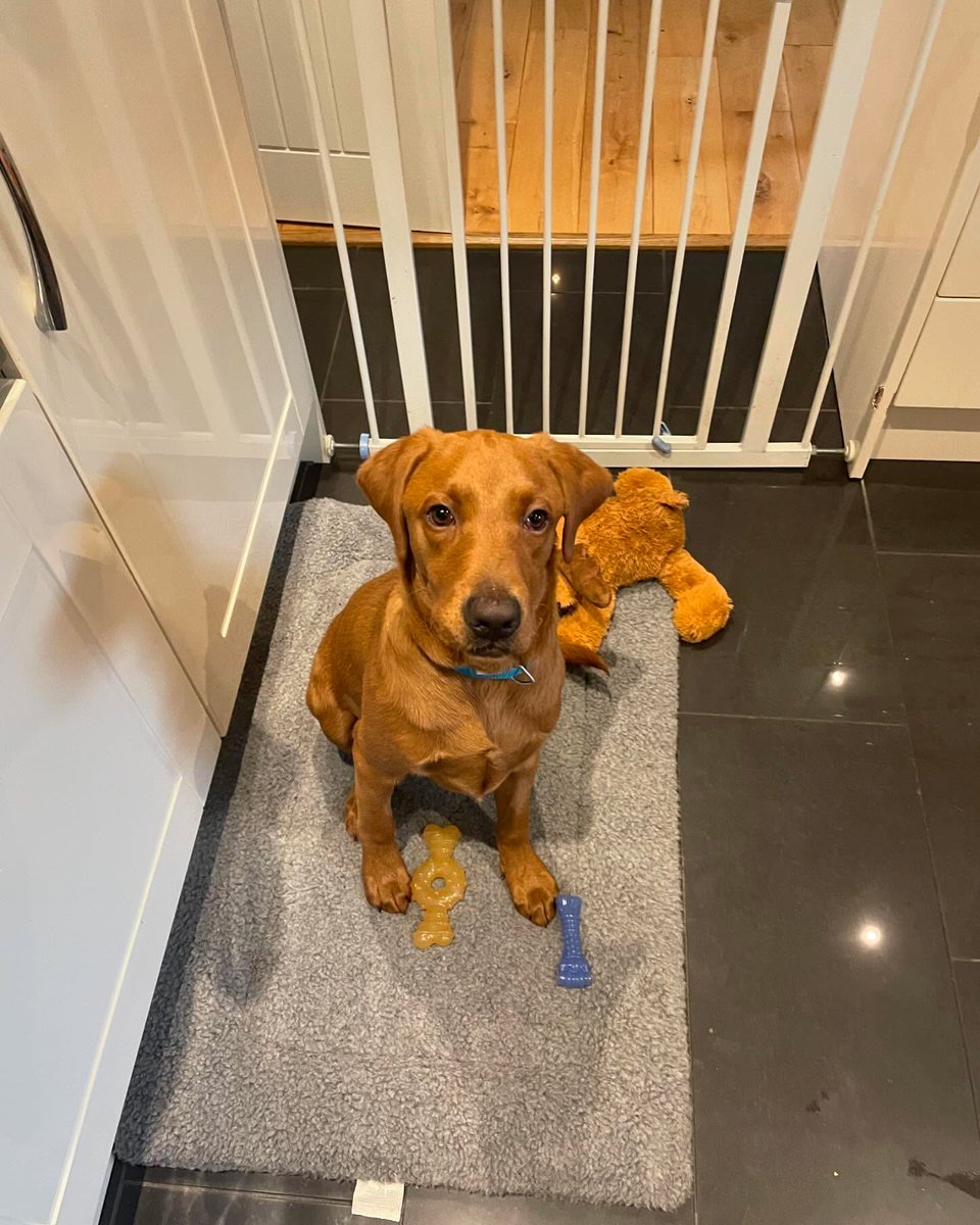 LanieReihing's tweet photo. The face of a guy patiently waiting for a carrot, then his favorite antler chew. https://t.co/kj9C3hjbos