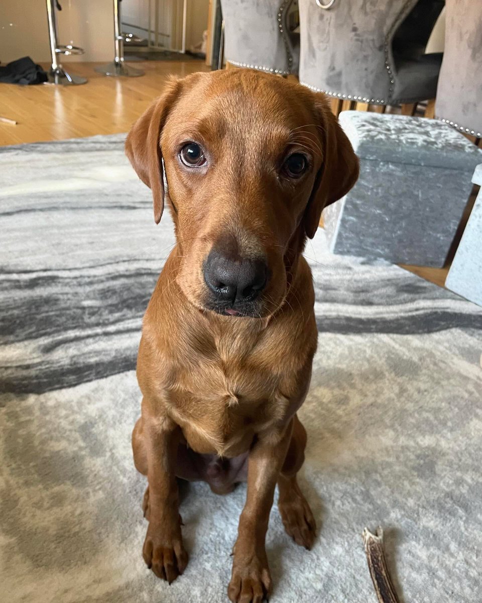 LanieReihing's tweet photo. The face of a guy patiently waiting for a carrot, then his favorite antler chew. https://t.co/kj9C3hjbos