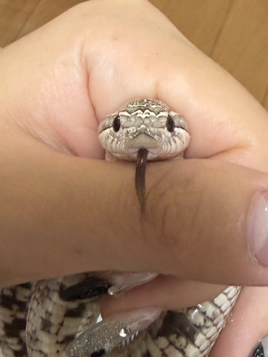 uni_reptiles's tweet photo. はん、、 https://t.co/sBZlePvyA3