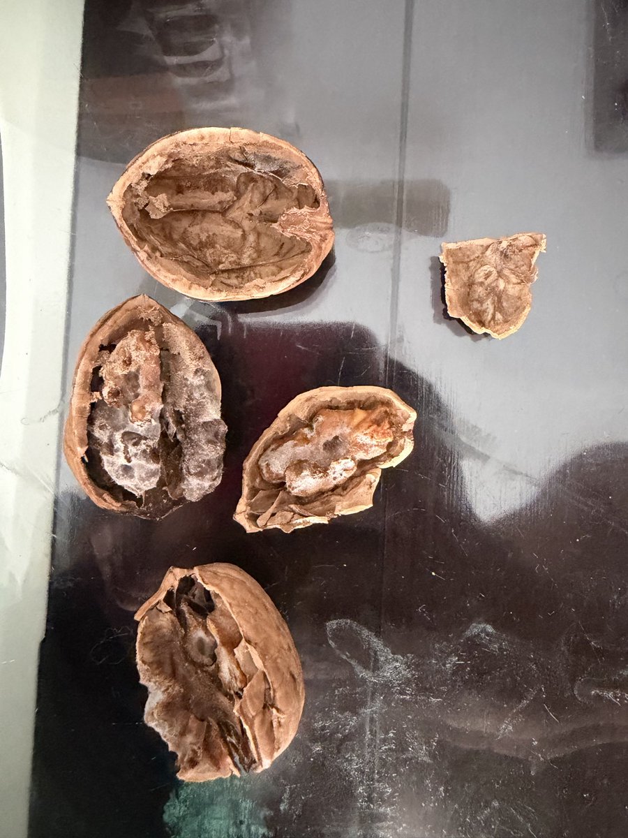 ShankarDNair's tweet photo. @SparIndiaHyper is a scam. I got a 500gm walnut pack from spar 5 days back and every nut is infested by moulds. Never buy nuts from spar. https://t.co/ioUEwyfypd