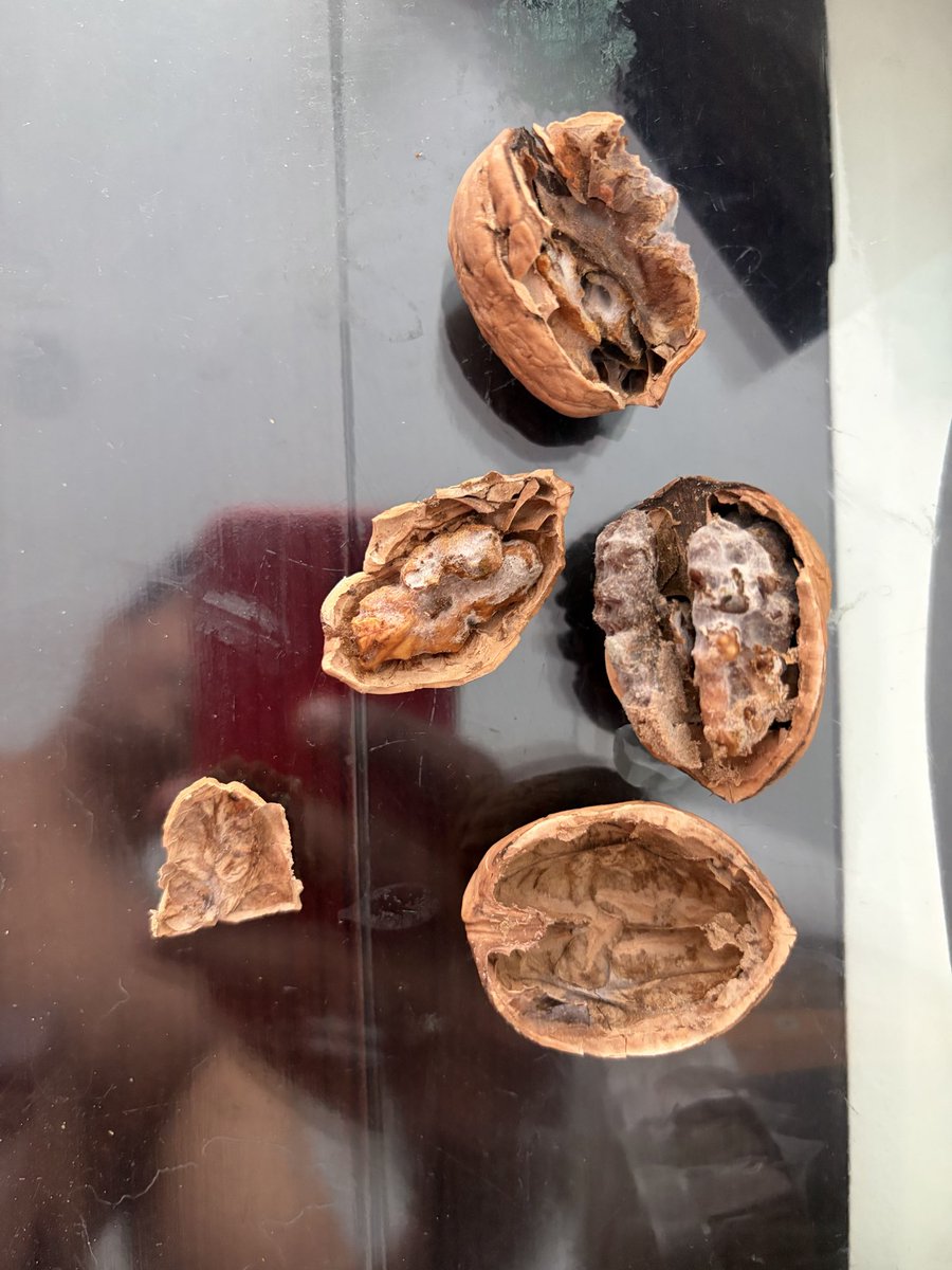 ShankarDNair's tweet photo. @SparIndiaHyper is a scam. I got a 500gm walnut pack from spar 5 days back and every nut is infested by moulds. Never buy nuts from spar. https://t.co/ioUEwyfypd
