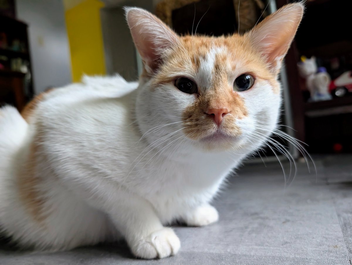 FartyCheddarCat's tweet photo. Erlwee in the morning
Befor da sunbeam wake
Da Figgy runs on weel
A gwate bit noyz he make

Den Chewy wake da mama
And not lets mama sleep
But me, I is a good boy
Not wunts I make a peep

#CheddarPoetry #MamaTiredNow #INeberWakesDaMama #NotEbenIfIWantsSnak #IAlwaysBeGoodBoy https://t.co/MdVK8KZiI8