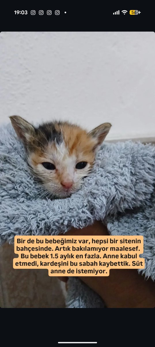 littlenarnian's tweet photo. BU BİR YARDIM ÇAĞIRISIDIR!! https://t.co/KQQ5A8Gqxz
