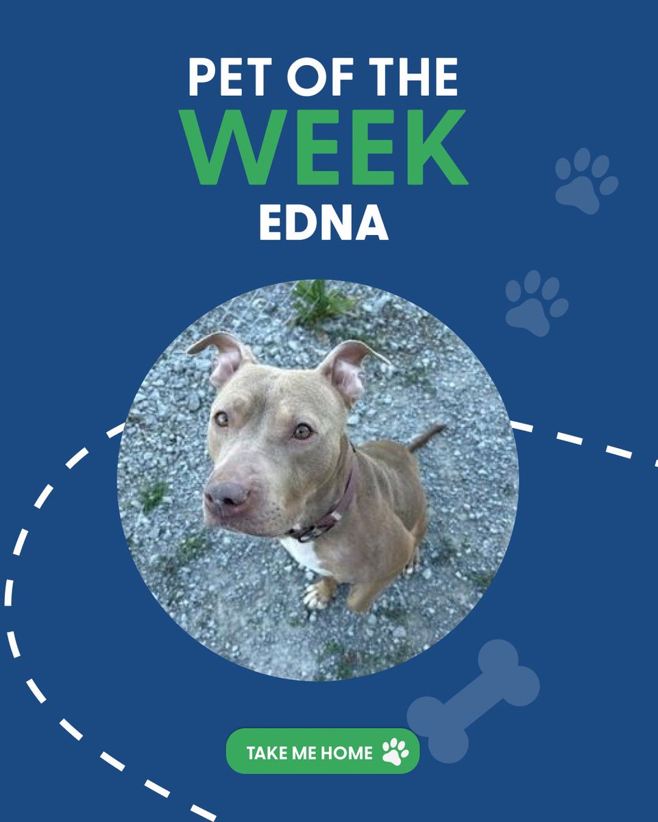 HSGNiagara's tweet photo. Edna believes you're never too old to play! This 5yo Bulldog mix is looking for a home with older kids, no cats or small animals, and a securely fenced yard. She ready for training, toys, and plenty of fun!
https://t.co/euwtpvJkXK
#AdoptDontShop #HSGN #AdoptADog https://t.co/Y0ad2VZlQ8