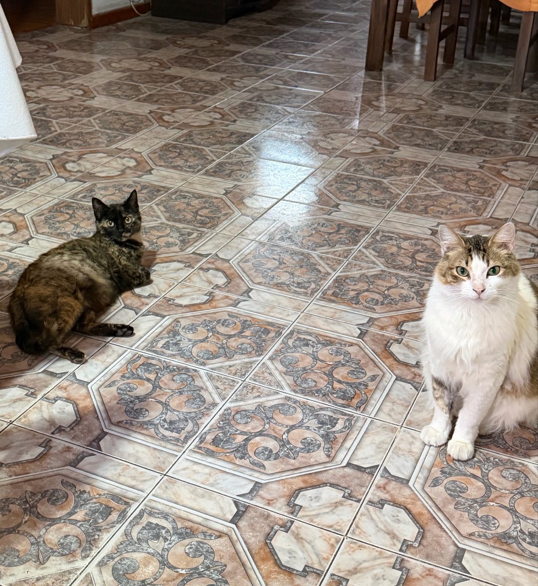 MicaelaDestasi1's tweet photo. los amo canela y rufino https://t.co/JTIis39dpQ