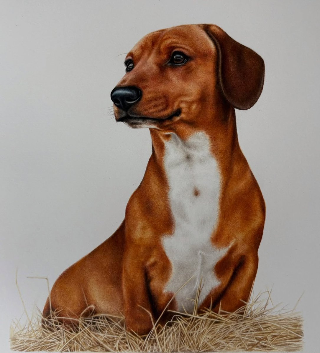 CorrineBusscher's tweet photo. Thrilled to share handsome Arnie, gifted today. I fell more in love with this gorgeous boy at every step. His rich red coat, tiny details and hay were challenging—but so worth it. Isn’t he adorable? 6x8” coloured pencils on Fabriano Artistico HP https://t.co/dGUkKbNAuR