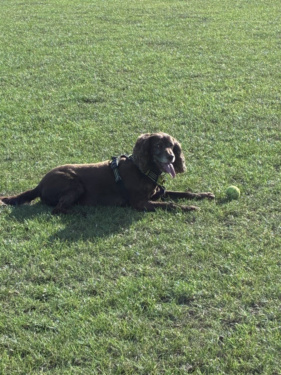 Ziggy_sprocker's tweet photo. Happy Fursday pals so nice to ve me family back again and go for a walk in our park paddled in the stream too #parklife #itsadogslife https://t.co/3tk3soEL0w