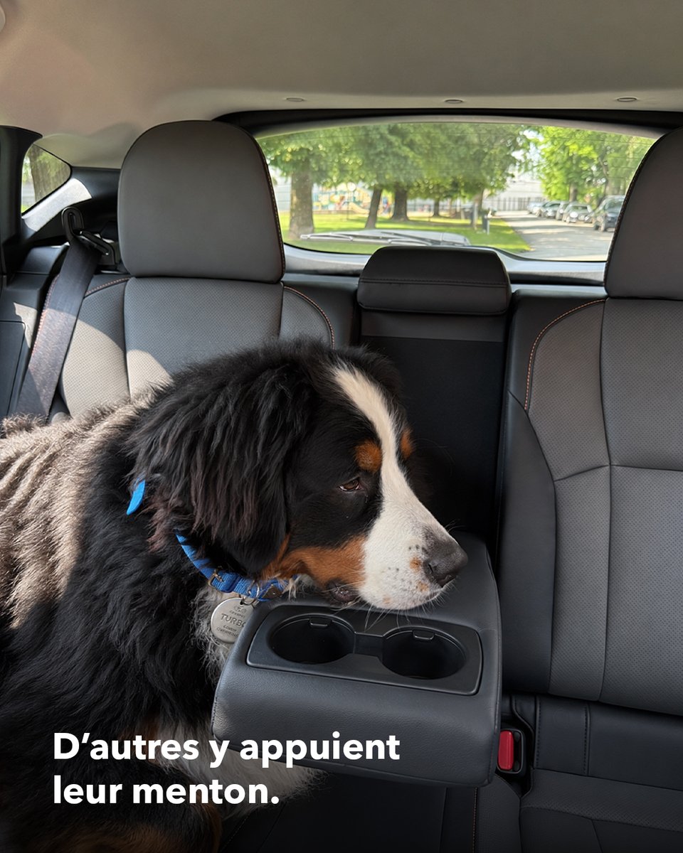 Carrousel d’images d’un chien nommé Turbo présenté comme « consultant canin » chez Subaru, avec les textes « Passez le téléphone à votre chien » et « Les porte-gobelets arrière sont importants. Certains passagers y déposent leur café. D’autres y appuient leur menton. »