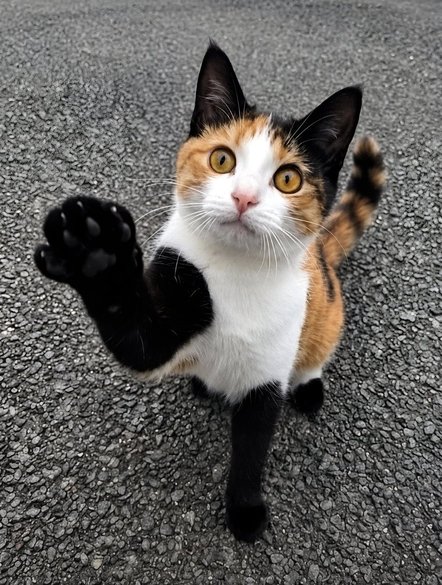 Take_Meow_Hand's tweet photo. 💛🖤 https://t.co/bgEusgdQLy