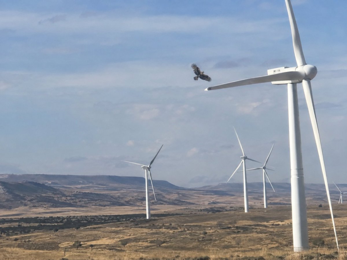 307casperplanet's tweet photo. Wyoming Eagles Learn to Use Wind Turbines as Personal Fans

They circle twice, spread their wings and get pissed when maintenance shuts the fan off. https://t.co/aYEvwSFIUQ