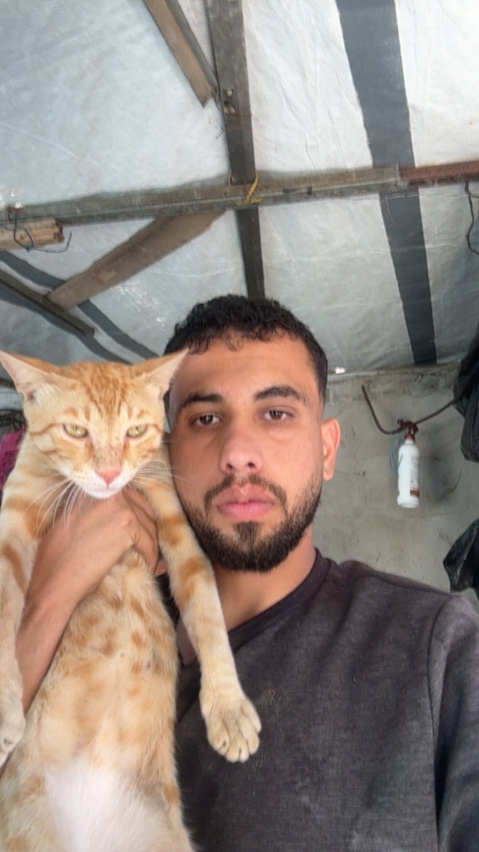 Mo7mmd30's tweet photo. My cats and i are still alive in Gaza🇵🇸 https://t.co/ONR1p5ADh6