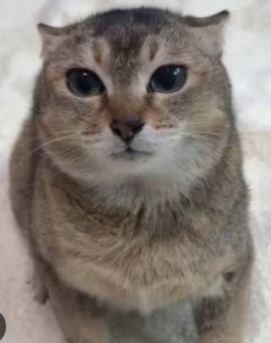 the47cat's tweet photo. Today is Thursday https://t.co/XSLqG1ixtB