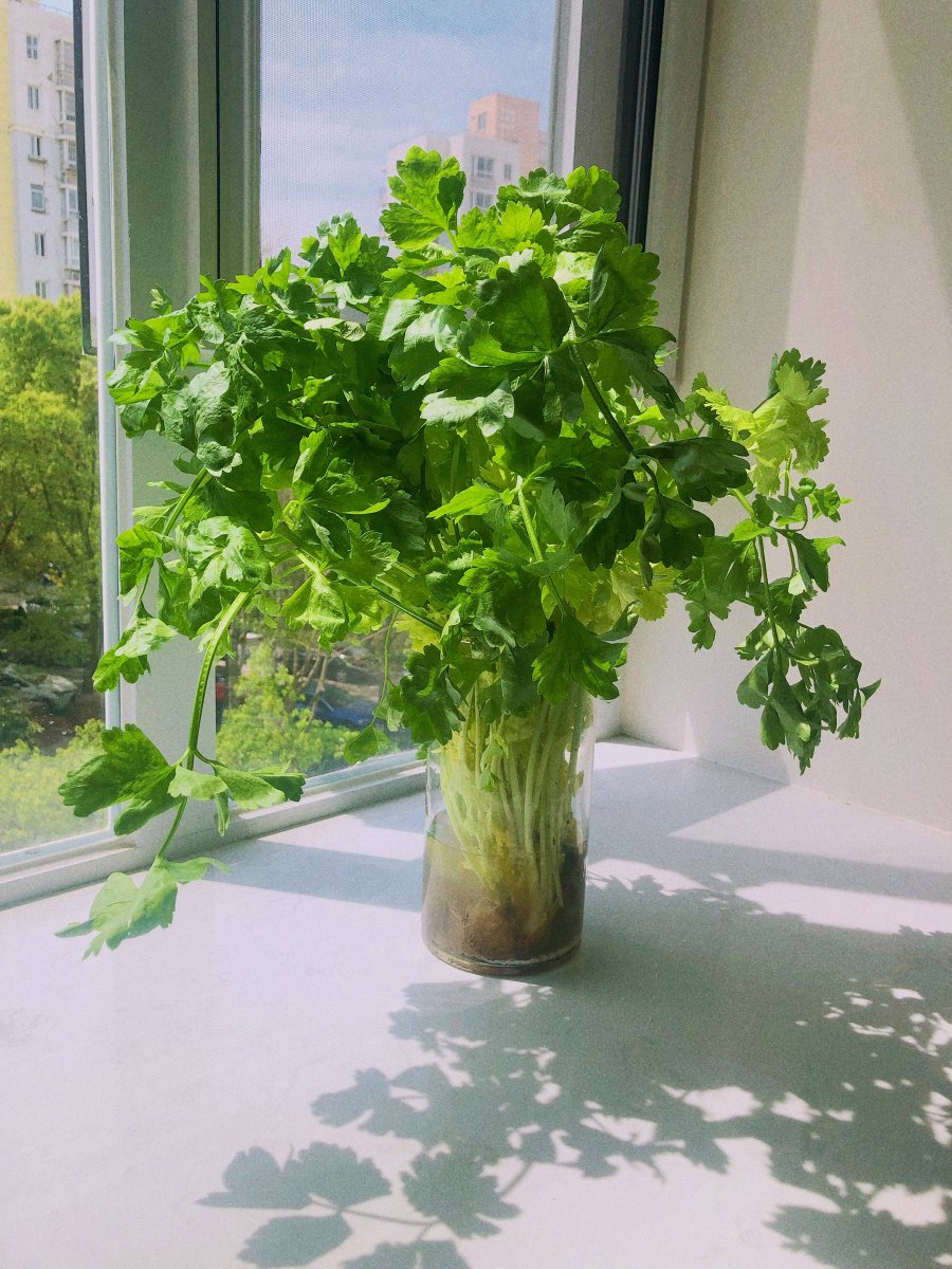 TamathaThohugy's tweet photo. My tiny balcony now has fresh herbs and a mini tomato plant—small changes, big daily joy! https://t.co/RRiBo0YzXP