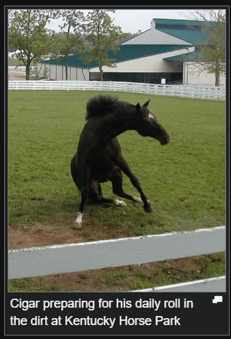 sraurane's tweet photo. cigar has the funniest wikipedia page of any racehorse and you cannot convince me otherwise https://t.co/2uJ6M1Ua1z